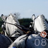 Czech Equestrian Federation Calendar 2008